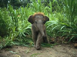 Zeer schattige wallpaper: een baby olifant in Asië die uit het hoge gras komt lopen